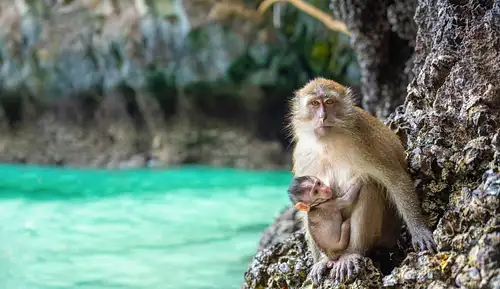 Phuket to Krabi Full Day Trip with Private Longtail Boat Tour in Phi Phi