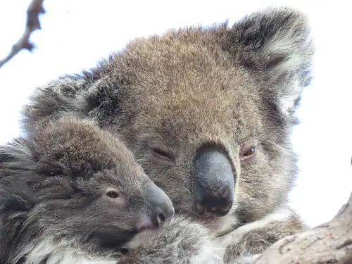Koala Safari from Port Lincoln