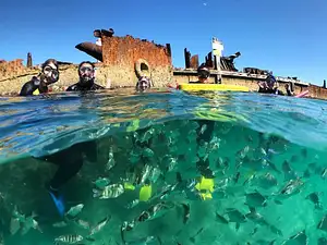 Dolphin_Wild_Island_Cruises_snorkeling_Moreton_Island_lg (1).jpg