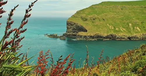 pohatu penguins scenic nature tour