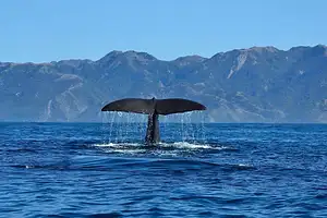South Island Kaikoura Whale Watching Tour