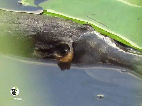 byron bay platypus walk