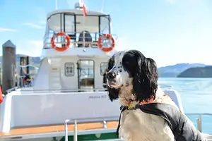 Akaroa Dolphin spotting cruise deal
