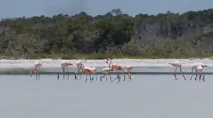 Rio Lagartos & Las Coloradas